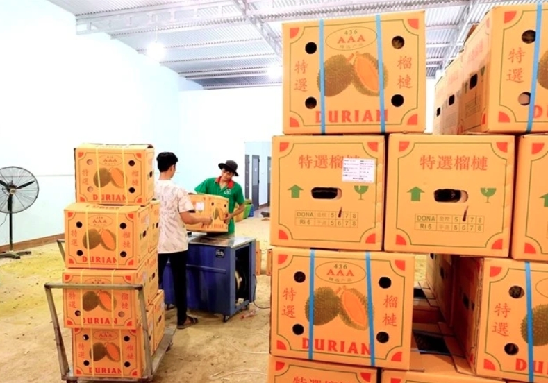 Vietnam’s export durians face stricter regulation in China market